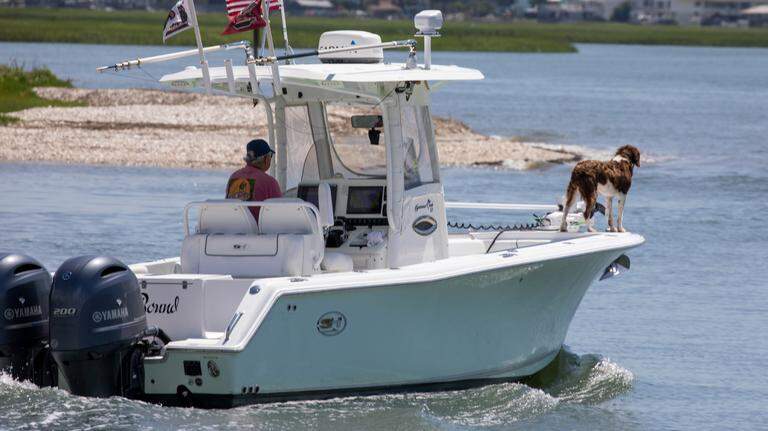 Is your pet new to the SC boating scene? Keep them safe with these 6 tips
