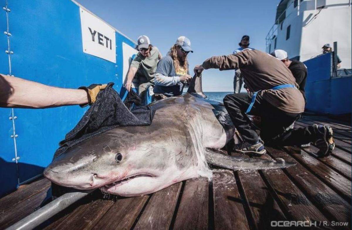 Hilton the shark weighs 1,326 pounds and is 12 feet, 5 inches long, OCEARCH reports.