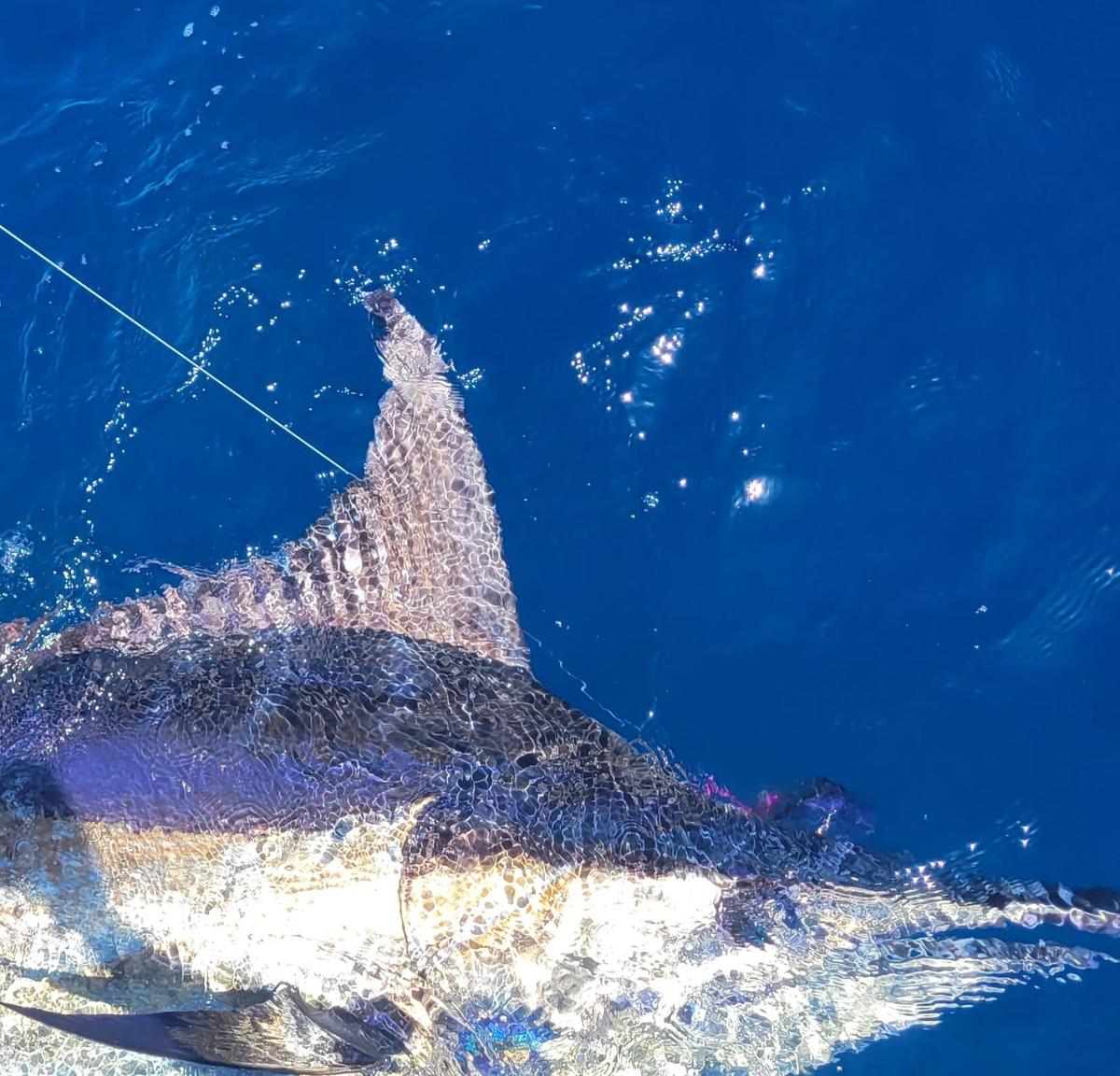 A blue marlin caught and released by Ronald ‘Catfish’ Stalvey appears near the boat 80 miles offshore of Georgetown on April 24.