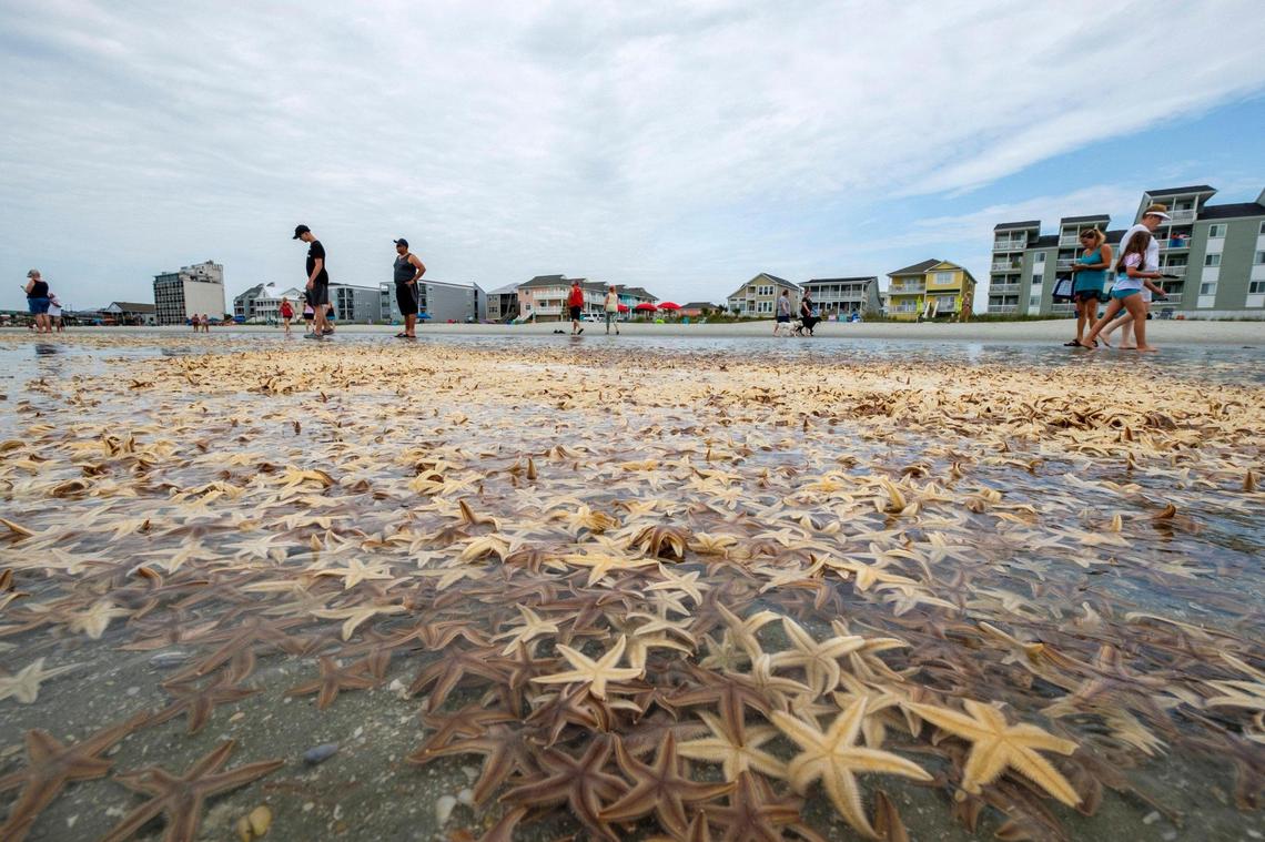 Thousands of small starfish washed ashore during low tide on Garden City Beach, S.C. on Monday morning. Residents and tourists rushed play in the mass of wriggling starfish, collecting some and putting handfuls of others back into the water. June 29, 2020