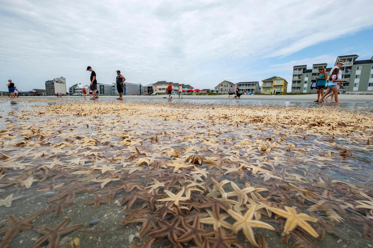 Thousands of small starfish washed ashore during low tide on Garden City Beach, S.C. on Monday morning. Residents and tourists rushed play in the mass of wriggling starfish, collecting some and putting handfuls of others back into the water. June 29, 2020