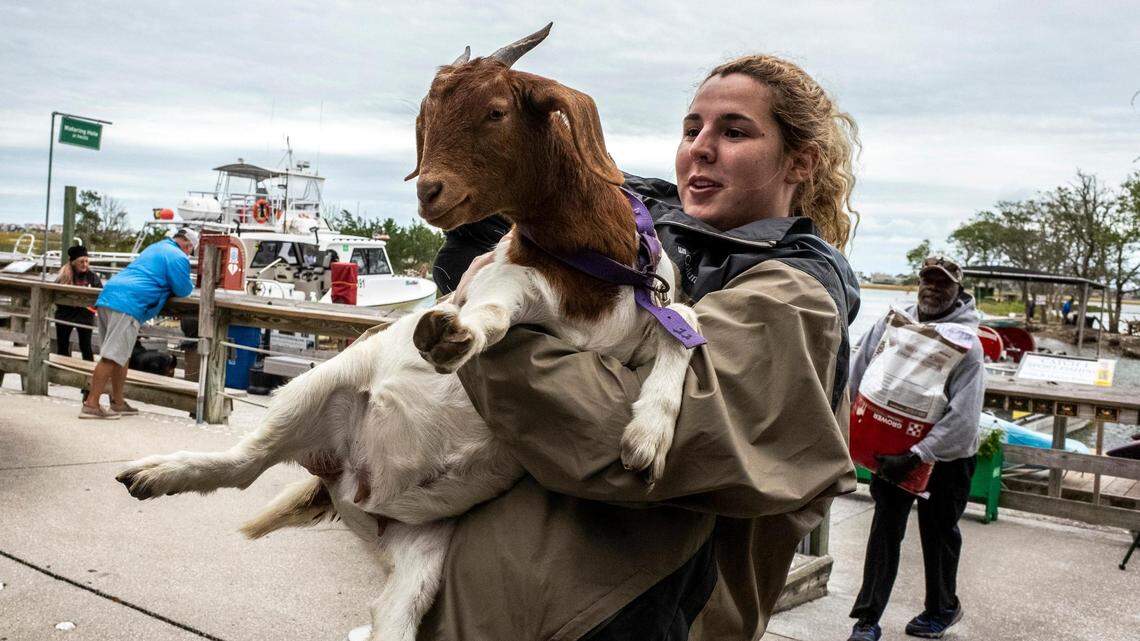 Goats evacuated from Murrells Inlet island as Tropical Storm Ian nears SC coasts