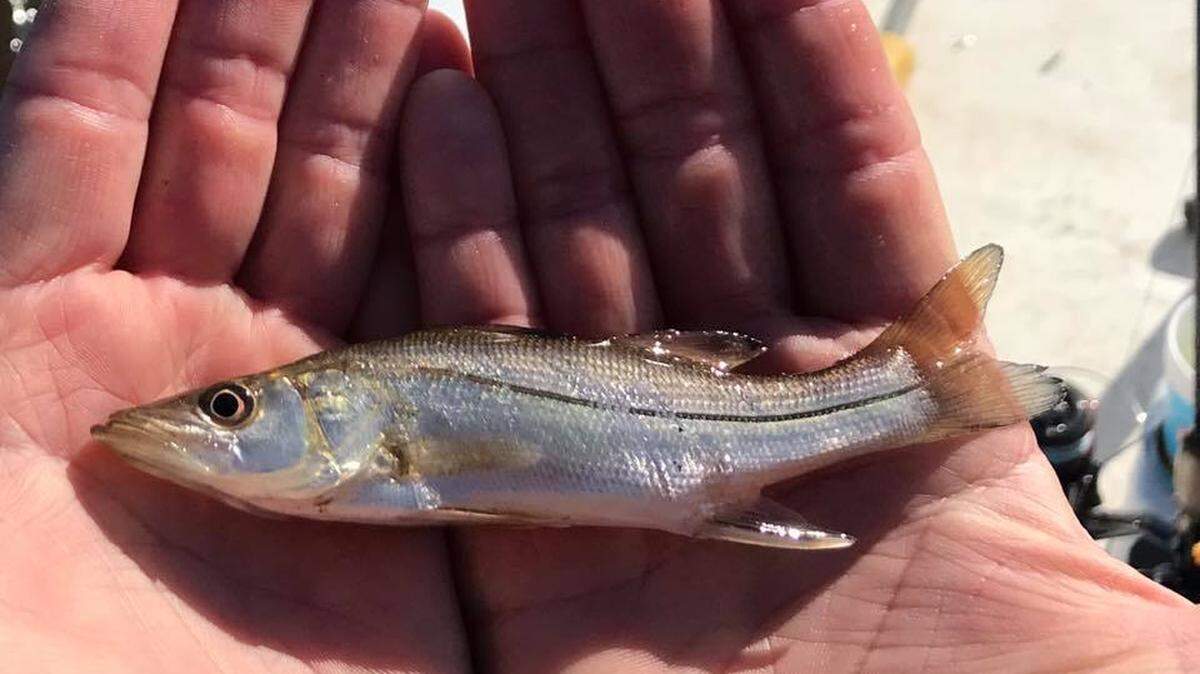 Bob Seganti and David Kingsland of Pawleys Island caught this juvenile snook in a cast net during a fishing trip in Winyah Bay on Nov. 18.