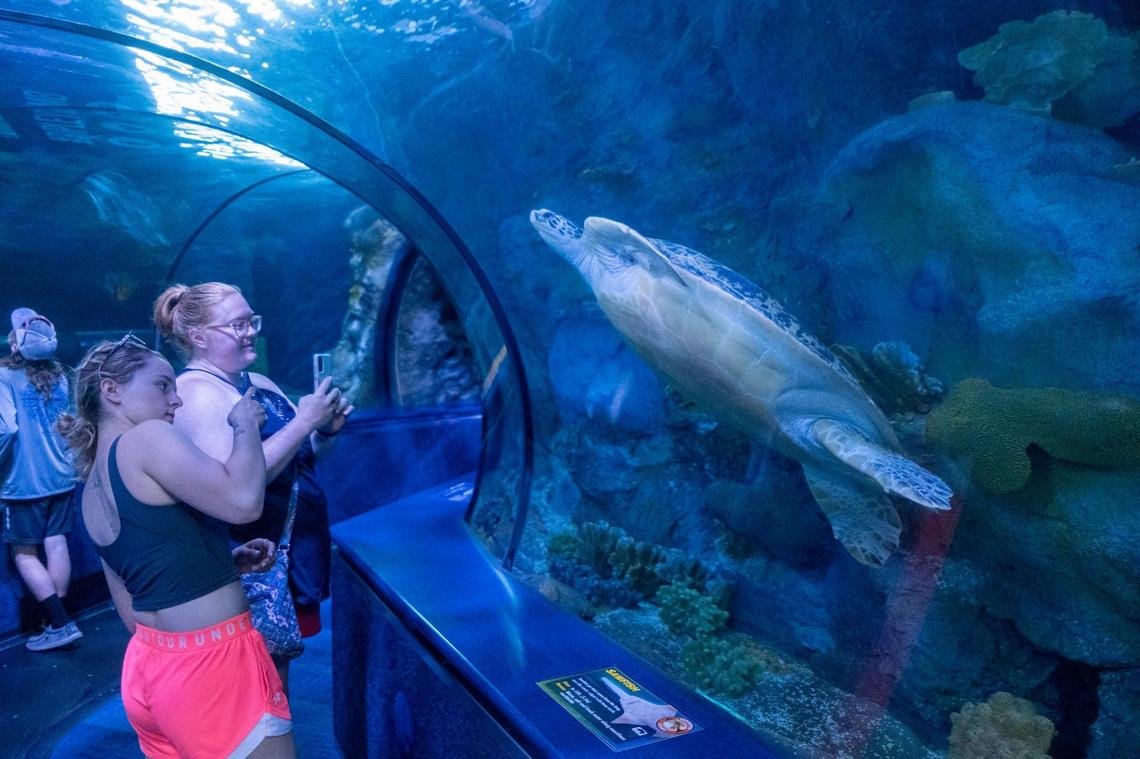 Guests interact with Gabby the sea turtle who has been at Ripley’s Aquarium since 1999 and is one of the most popular animals at the exhibit. Ripley’s Aquarium is celebrating their 25th year of entertaining and educating guests in Myrtle Beach. June 15, 2022.