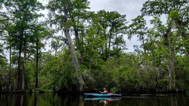 Black River Cypress Preserve to serve as model for newest S.C. state park.