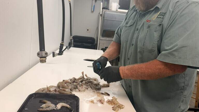 Shrimping in SC has nearly diminished, but this new labeling law aims to help
