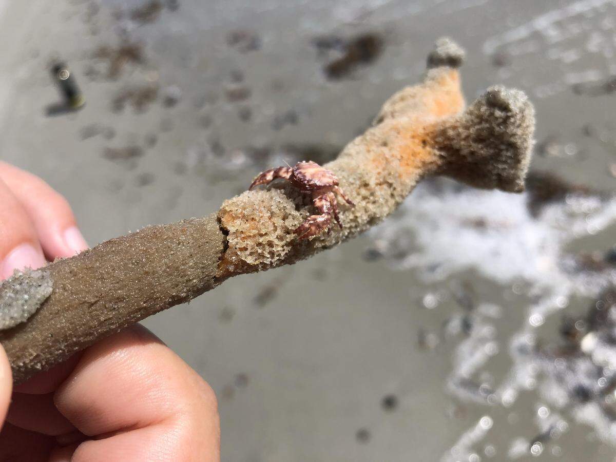 Sea creatures, coral, and shells were scattered about the shores of Myrtle Beach Tuesday, Sept. 18, 2018 after Hurricane Florence.