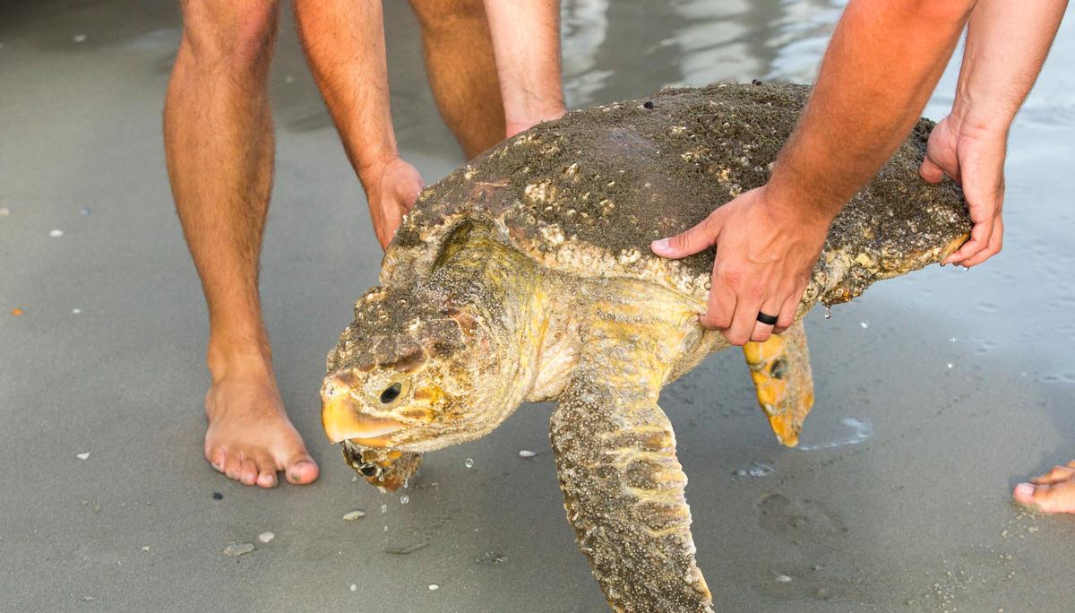 A large Loggerhead Sea Turtle sits on the shore between 65th and 66th Avenue North in Myrtle Beach. Myrtle Beach rescuers and the South Carolina United Sea Turtle Enthusiasts tried to save the Sea Turtle with Debilitated Turtle Syndrome Friday. It was taken to the Sea Turtle Care Center at the South Carolina Aquarium.