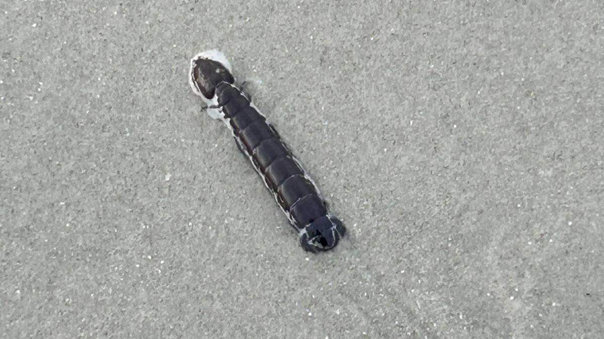 Darlene Quattrone Doepp’s picture of an odd mantis shrimp in North Myrtle Beach sparked jokes and theories on Facebook.