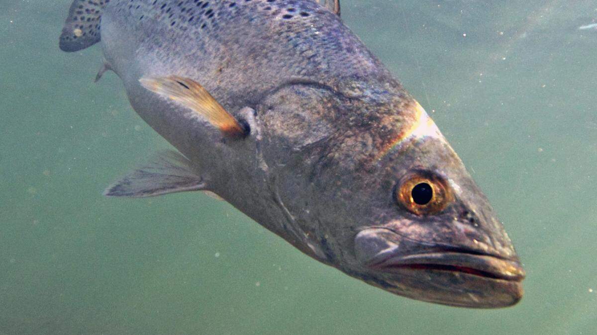 In a photo from Evan D’Alessandro/University of Miami, a spotted seatrout.