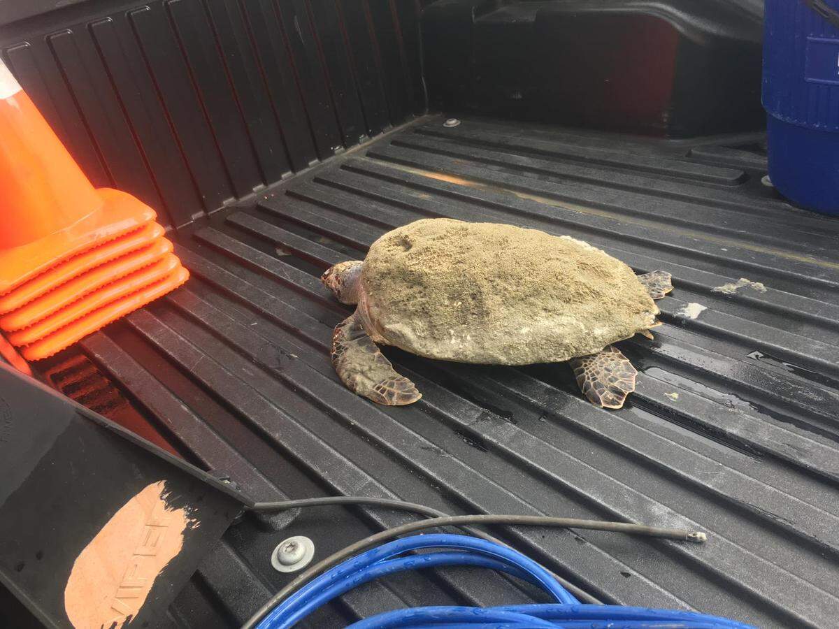A juvenile turtle was rescued at 14th Avenue South in North Myrtle Beach on Sunday, March 31, 2019.