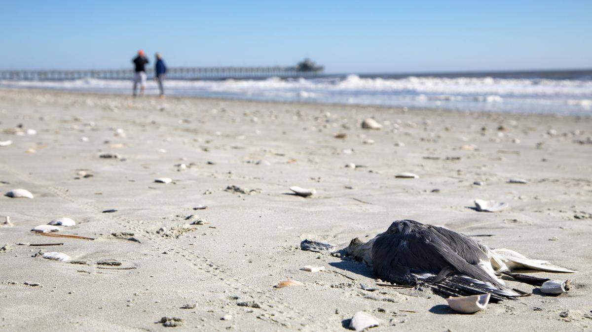 The remains of a seagull lie on the beach Sunday near Cherry Grove Pier in Cherry Grove Beach.