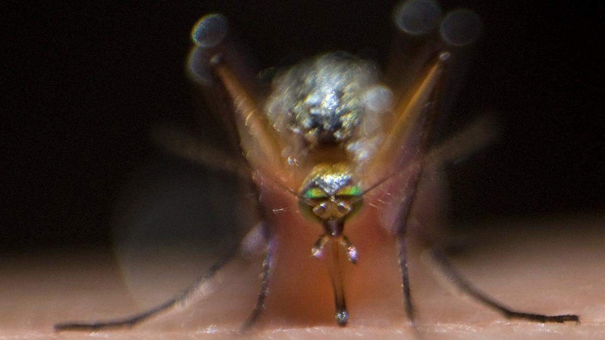 A mosquito in Socastee on Wednesday, June 27, 2012. The mosquito was discovered after Terrill Mincey answered a mosquito problem call in the Horry County community. He found an abandoned mobile home that was surrounded by trash cans, pie pans, glasses, coolers and tubs all filled with water. Standing water is the breeding area for mosquitoes. He emptied the containers and will be spraying the area this week. Mincey is the mosquito control supervisor in the Horry County Stormwater Management department. Photo by Janet Blackmon Morgan / jblackmon@thesunnews.com