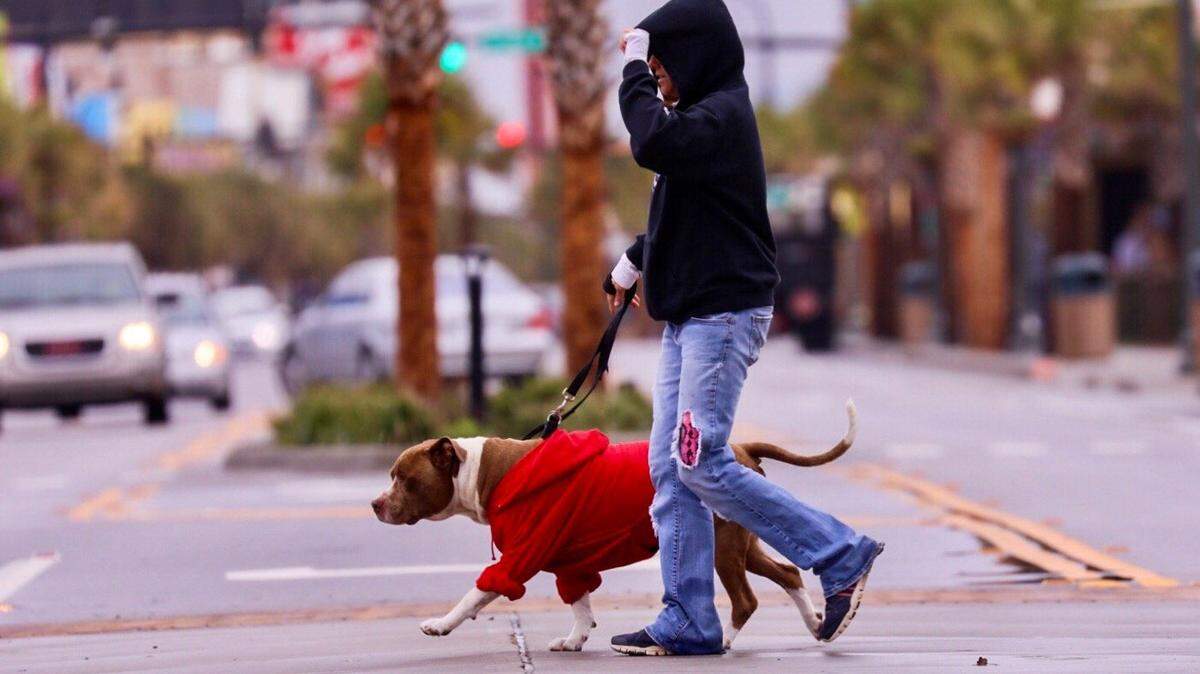 Myrtle Beach is an ideal vacation destination for humans and dogs alike.