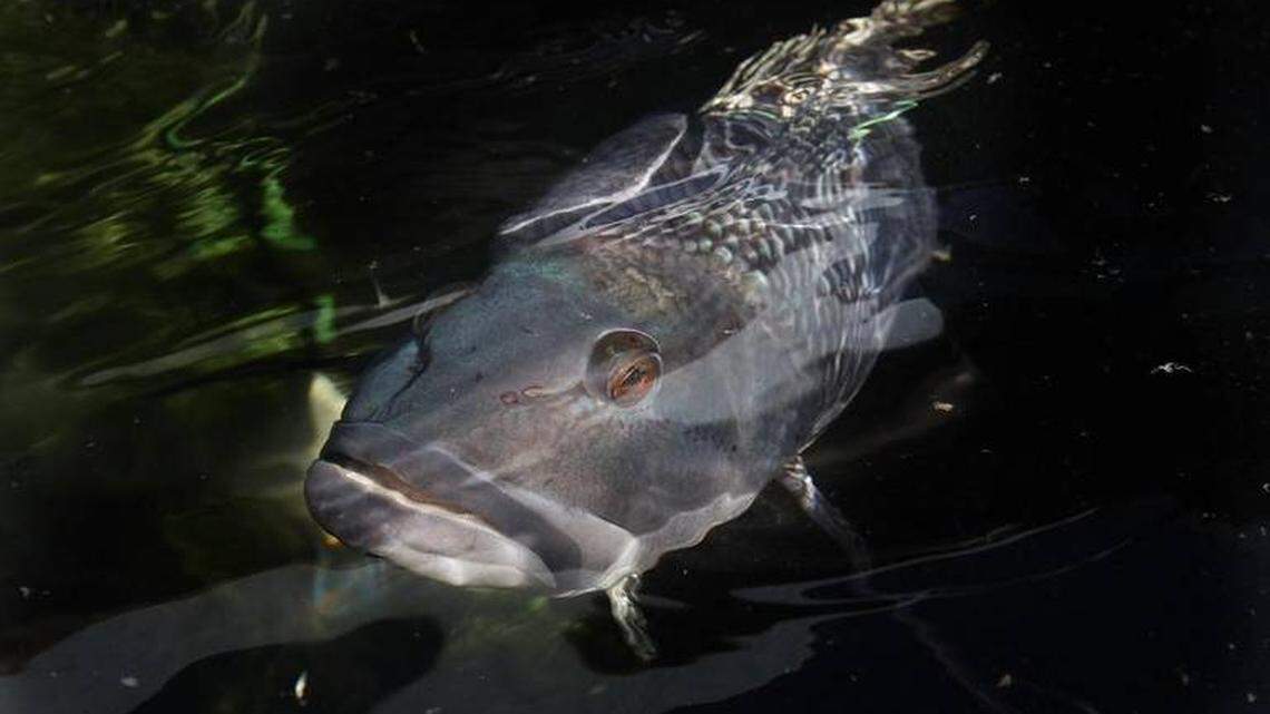 Grand Strand Fishing Report: Cold, wet weather making action off and on for weeks