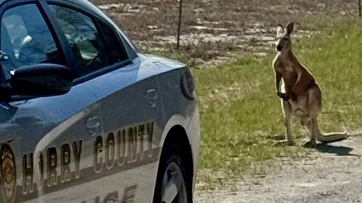 Horry County Police captured an escaped kangaroo and returned the marsupial to its owner on March 22, 2025.