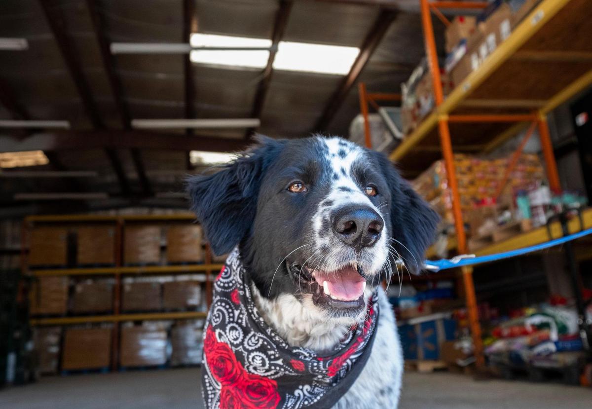 Rescue dog “Ryker” sits in the warehouse of the Keep Our Pets Food Bank where Murrells Inlet couple Bill and Jennifer Donahue distributes about 36,000 pounds of pet food to shelters and members of the community each month. February 14, 2023.