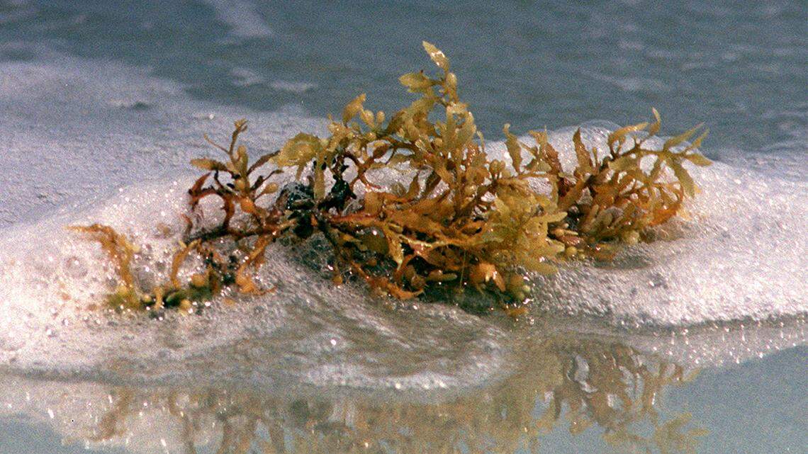 Tons of seaweed washing up on southern beaches. Will Grand Strand be affected?