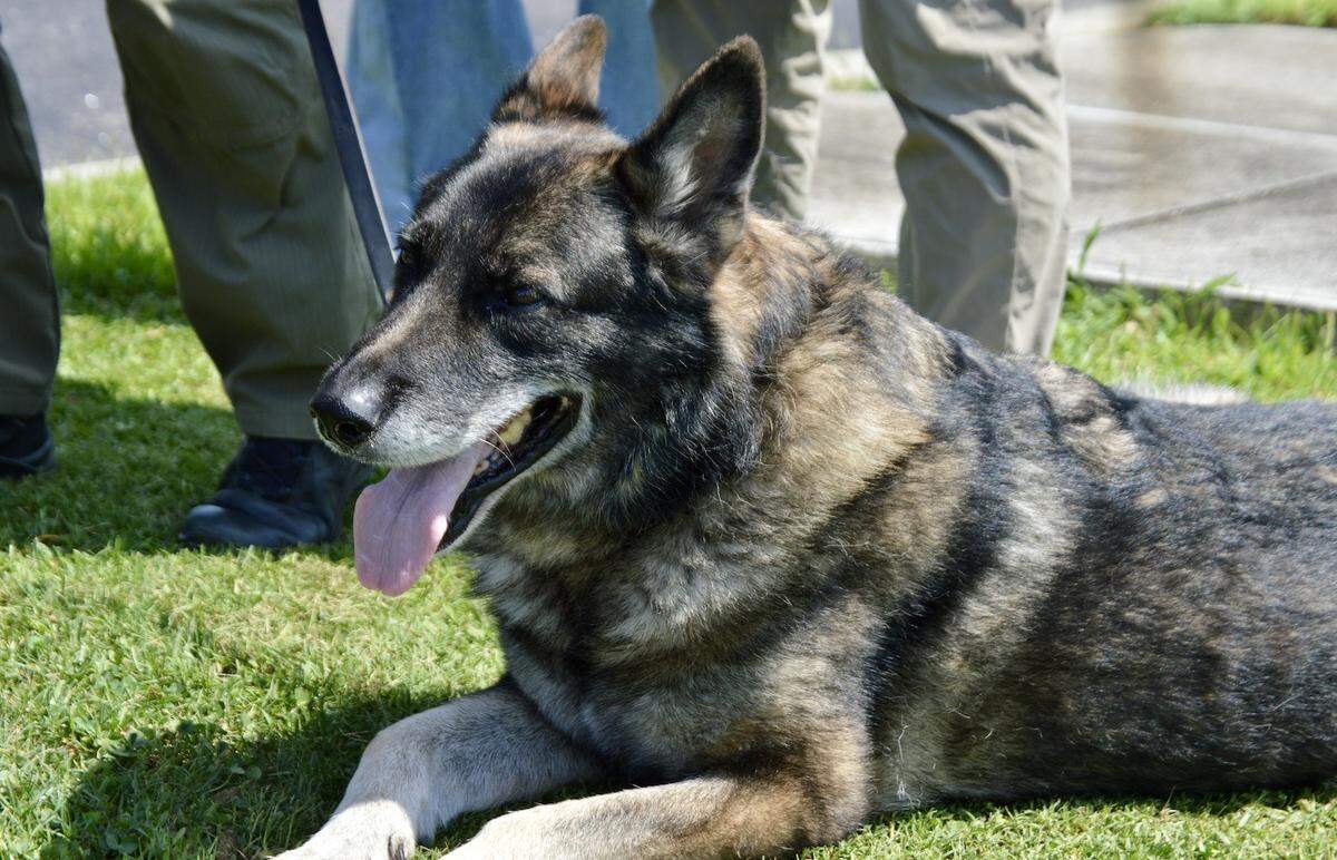 Kane, the first K-9 Officer of the Horry County Sheriff’s Office