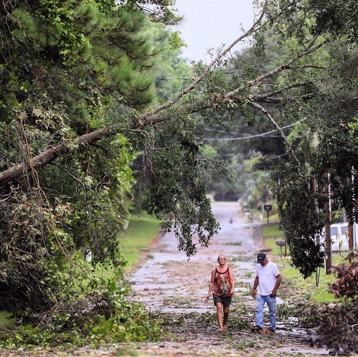 Couple looks at a tree that had fallen across Bayshore Drive in Little River