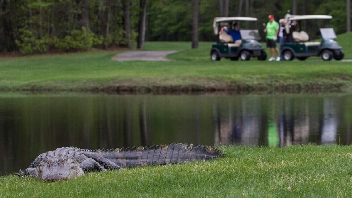 See an alligator in your SC yard? If you’re in a HOA, it’s up to them how to handle it