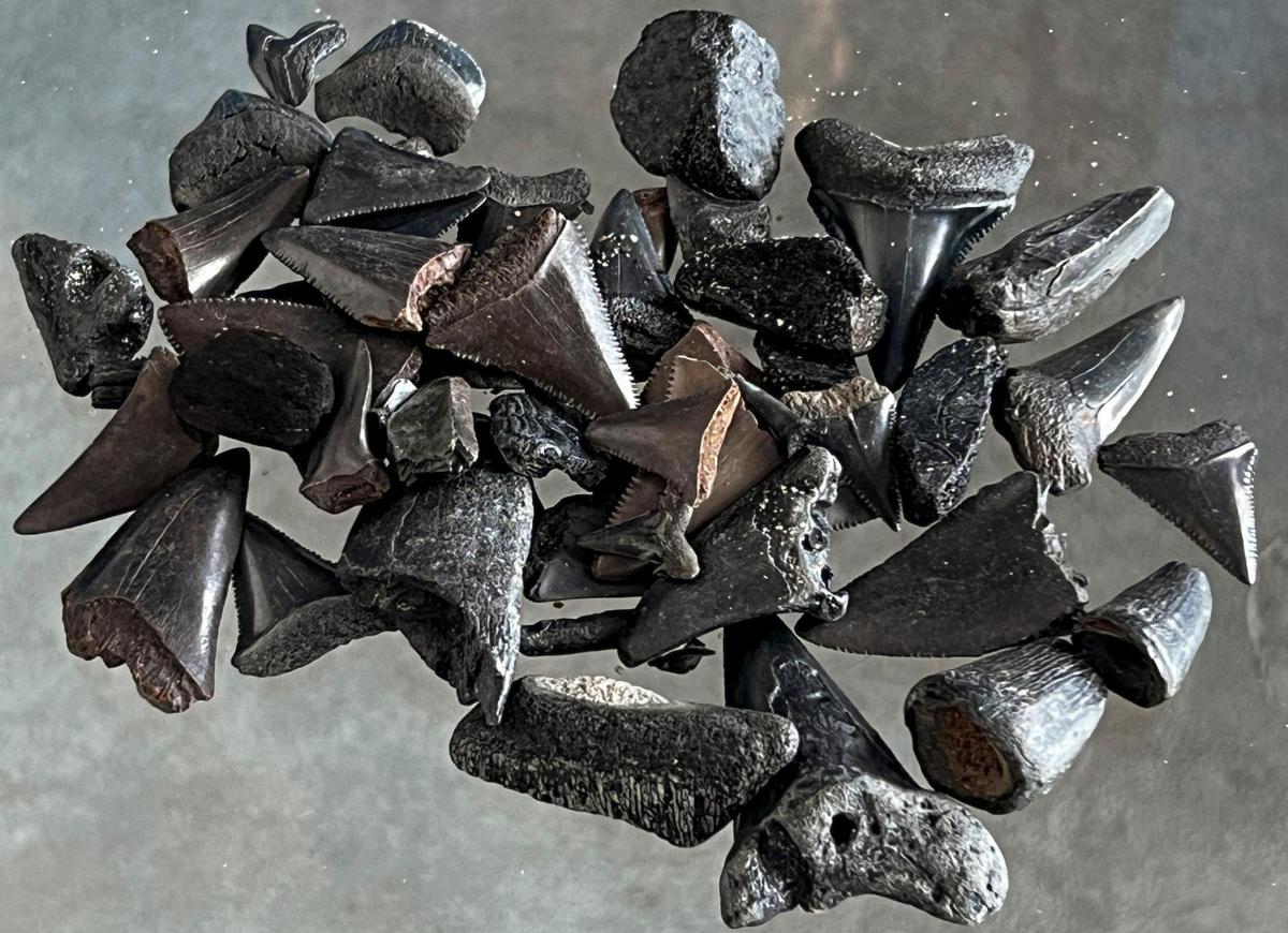 Charles Shelton Jr. displays sharks teeth and fossils found during recent trips to Myrtle Beach. Shelton, who has hunted sharks teeth and fossils for over thirty years frequently provides educational talks about the hobby at local museums runs the Myrtle Beach Shark Teeth Facebook page. Jan. 22, 2024.