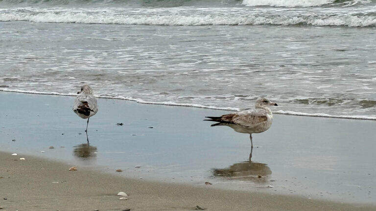 Why are there so many one-legged birds on SC beaches this winter? Here’s what DNR says