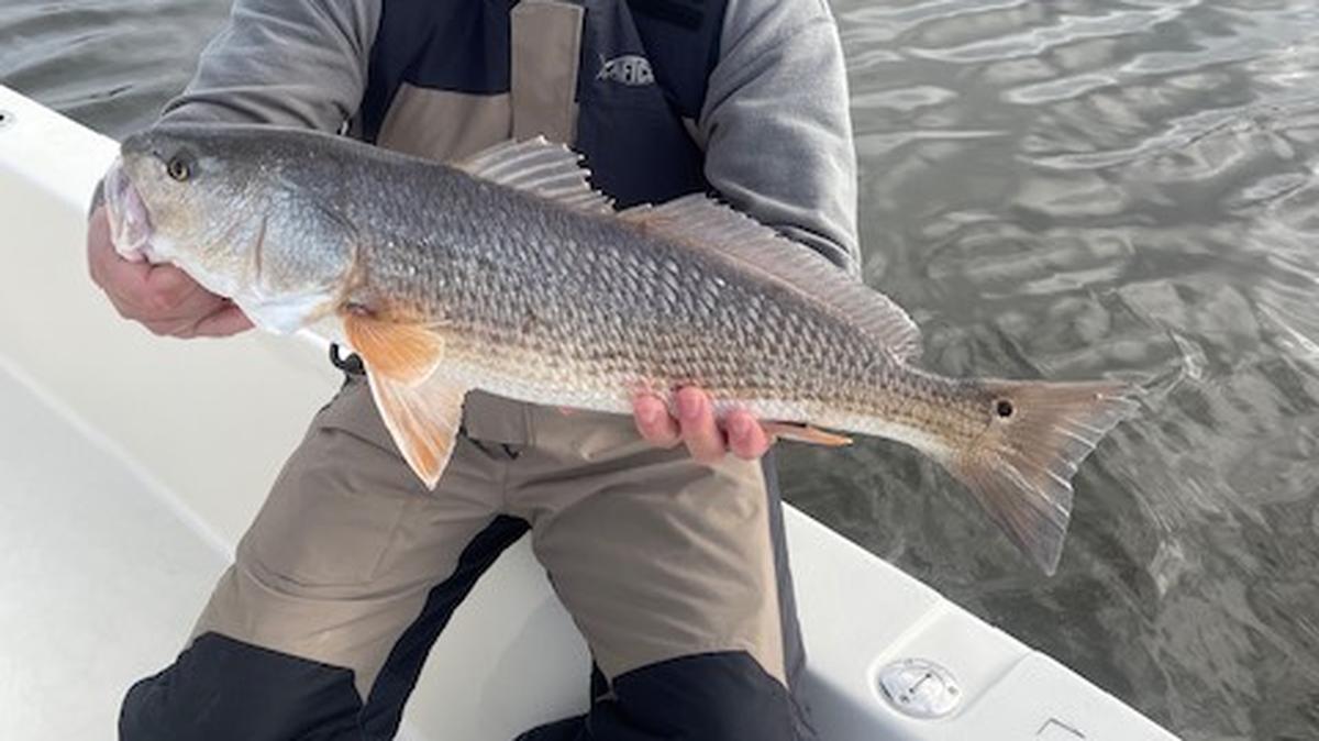 Capt. Chris Ossman of Fine Catch Fishing Charters shows off a red drum he caught and subsequently released while fishing with partner Capt. Patrick Kelly of Captain Smiley Fishing Charters near Little River.