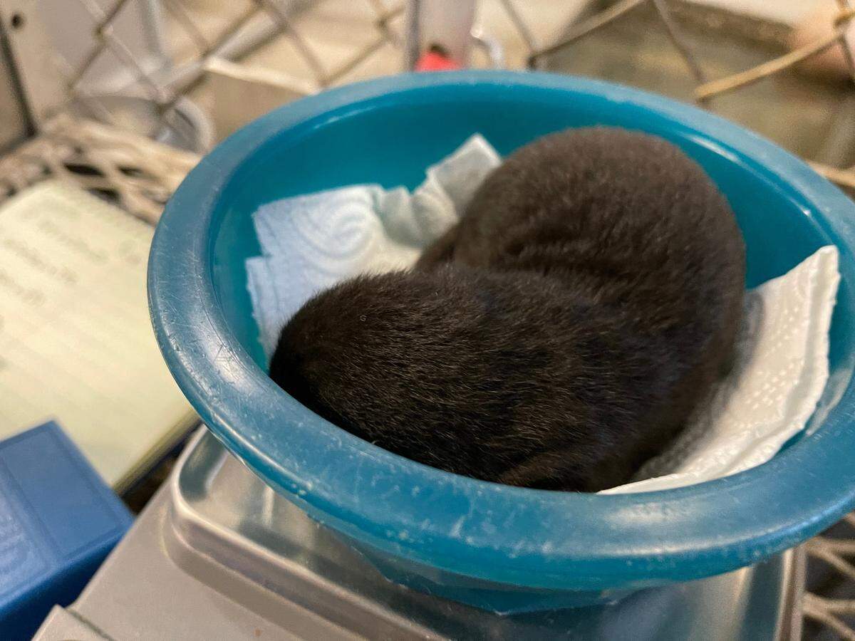 This baby river otter was born at Brookgreen Gardens’ Lowcountry Zoo during January 2022’s winter storm to parents John and Elliott.