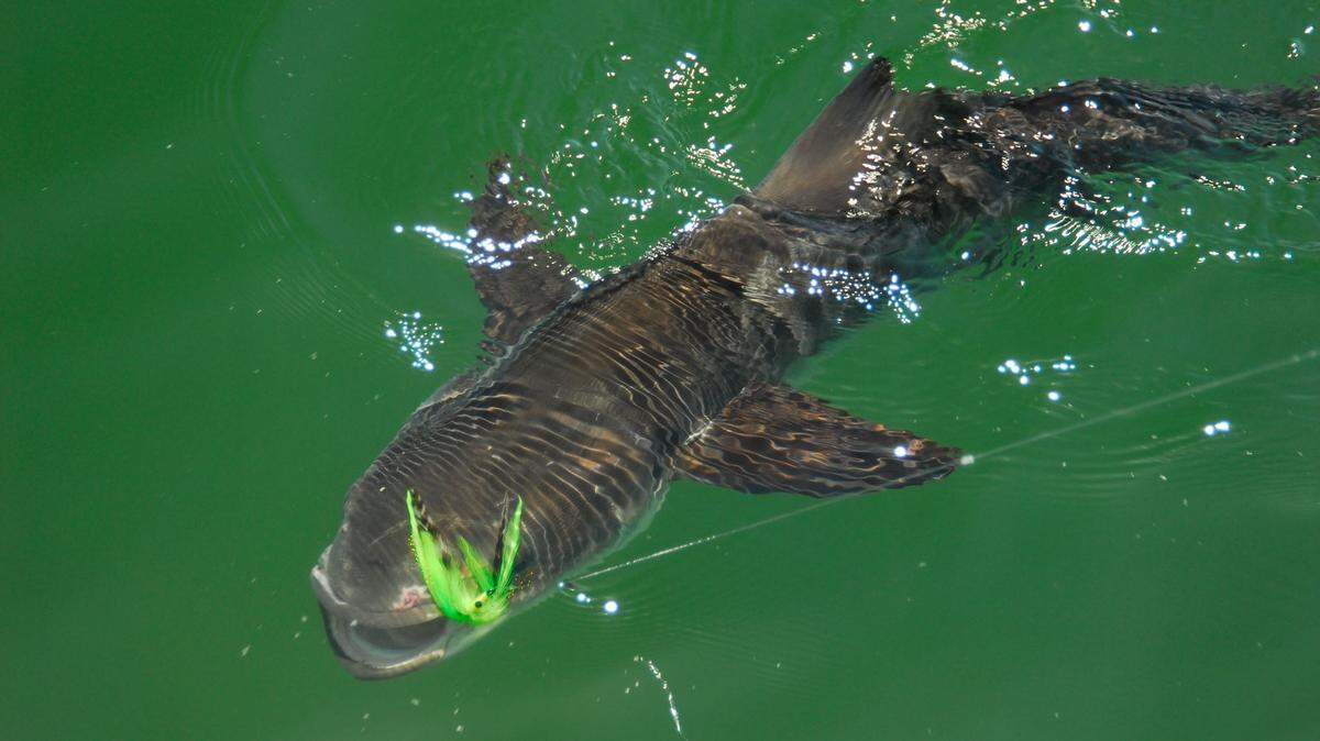Cobia action is peaking on artificial reef and live-bottom areas within 15 miles of Grand Strand beaches.