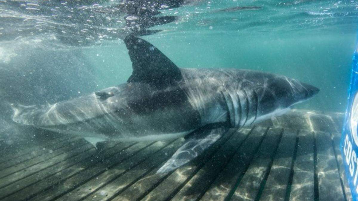 Rose, a Great White shark, was tracked off the Myrtle Beach area coast Jan. 23, 2024. She is one of five that are currently swimming along the Grand Strand.