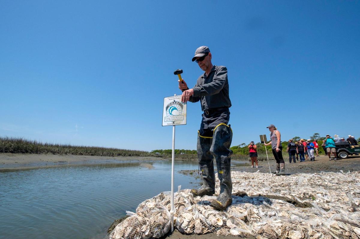Keith Walters, a Marine Science professor at Coastal Carolina University places a sign for the Coastal Oyster Recycling and Restoration Initiative on the banks of Hog Inlet. April 28, 2022.