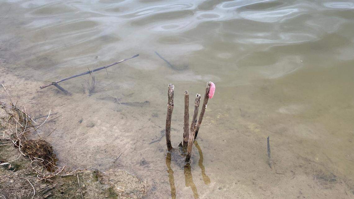 ‘They’ll kill the pond’: What to know as apple snails infest Horry County again