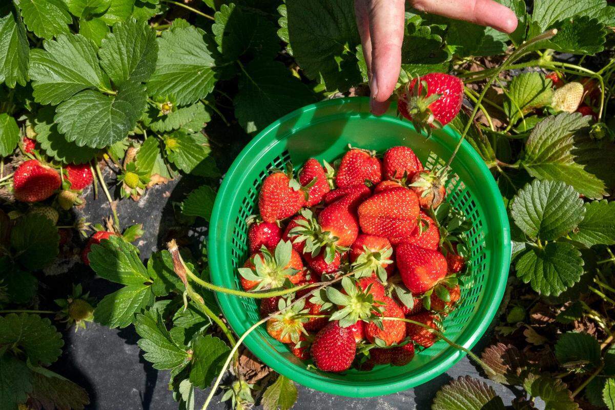 Strawberries are gathered by family and friends at Lynn’s Berries for a weekend event. Lynn’s Berries, like many local area strawberry farms, have struggled to meet demand with this Spring’s berry crop. April 13, 2023.