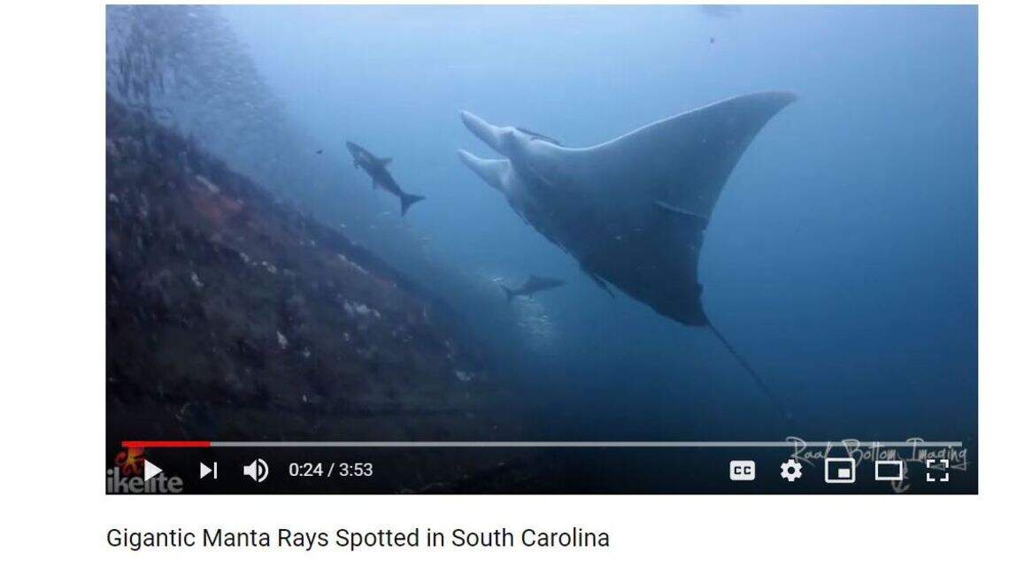 Watch as giant manta rays tour an old shipwreck off South Carolina’s coast