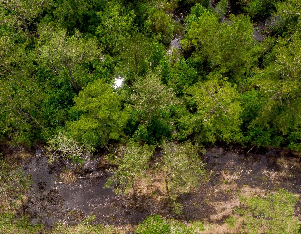 Forest and wetlands north of Long Bay Road in North Myrtle Beach are now part of about 1000 acres that have been placed in conservation easements over the last few years.