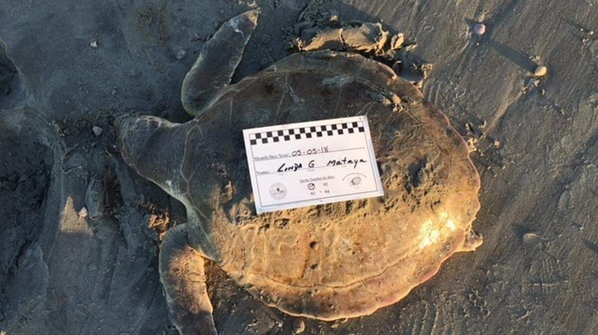 A highly endangered Kemp's ridley sea turtle was found dead in Cherry Grove May 5, 2018. The turtle is believed to have died after getting hooked at a fishing pier. -