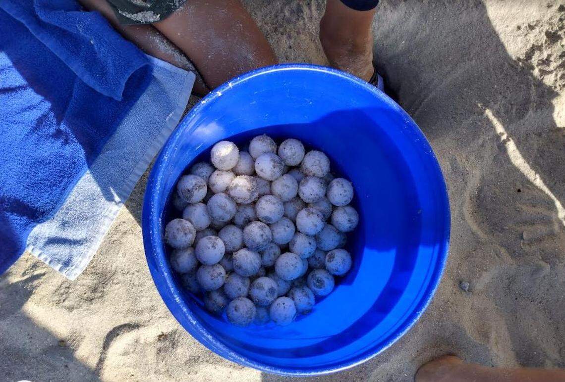 A sea turtle nest was relocated at Myrtle Beach State Park during the park’s Sea Turtle Patrol, where people can accompany rangers to check for sea turtle activity.