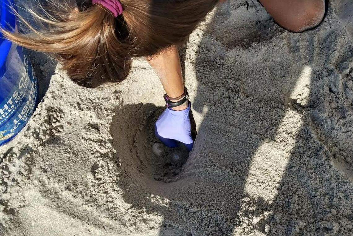 A sea turtle nest was relocated at Myrtle Beach State Park during the park’s Sea Turtle Patrol, where people can accompany rangers to check for sea turtle activity.