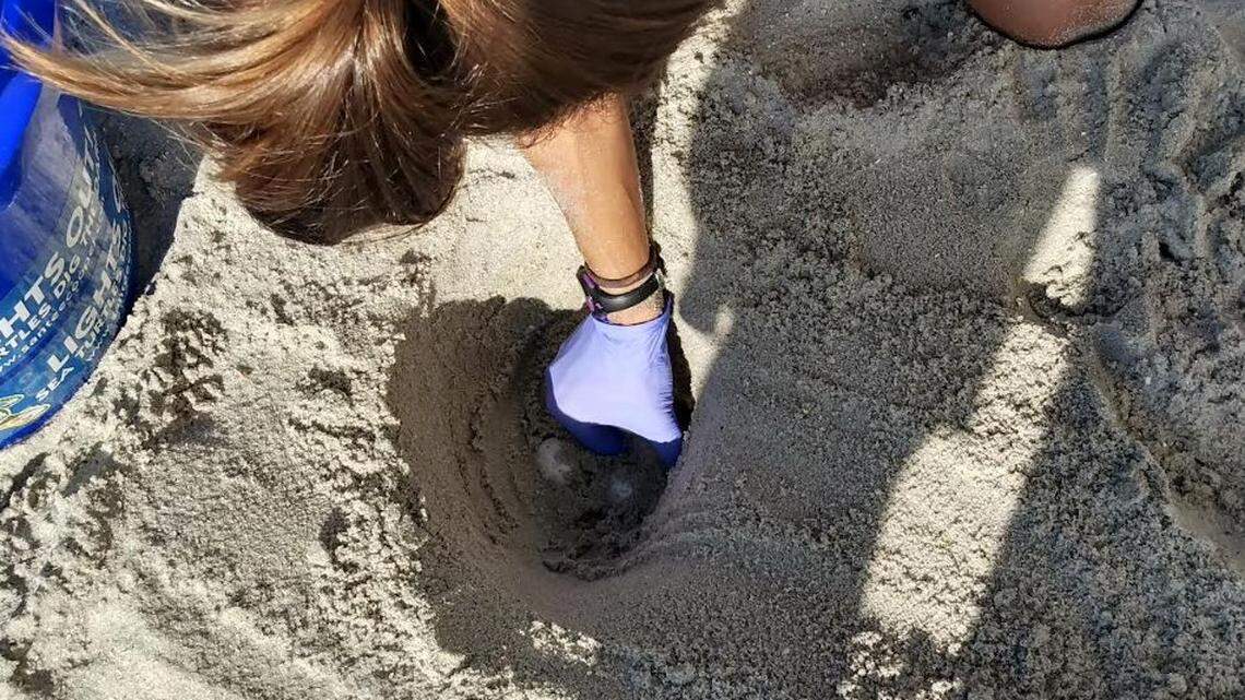 A sea turtle nest was relocated at Myrtle Beach State Park during the park’s Sea Turtle Patrol, where people can accompany rangers to check for sea turtle activity.