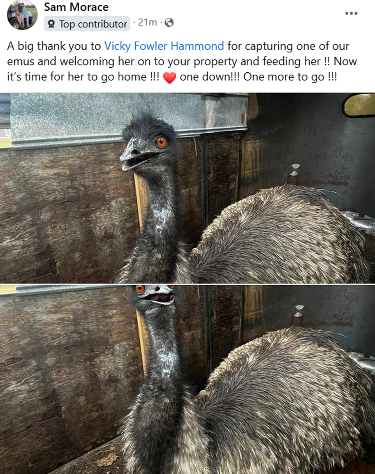Emu owner Sam Morace posted on Facebook about how one of the escaped emus has been caught.