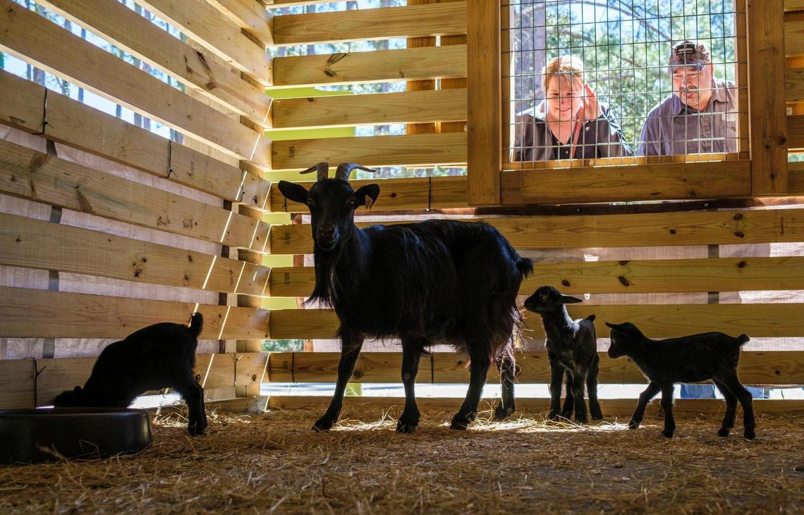 The first baby goats of the season were born at Brookgreen Gardens Lowcountry Zoo last week. The kids were named “Kreature,” “Dobby,” and “Winky” after Harry Potter Characters. March 14, 2022.