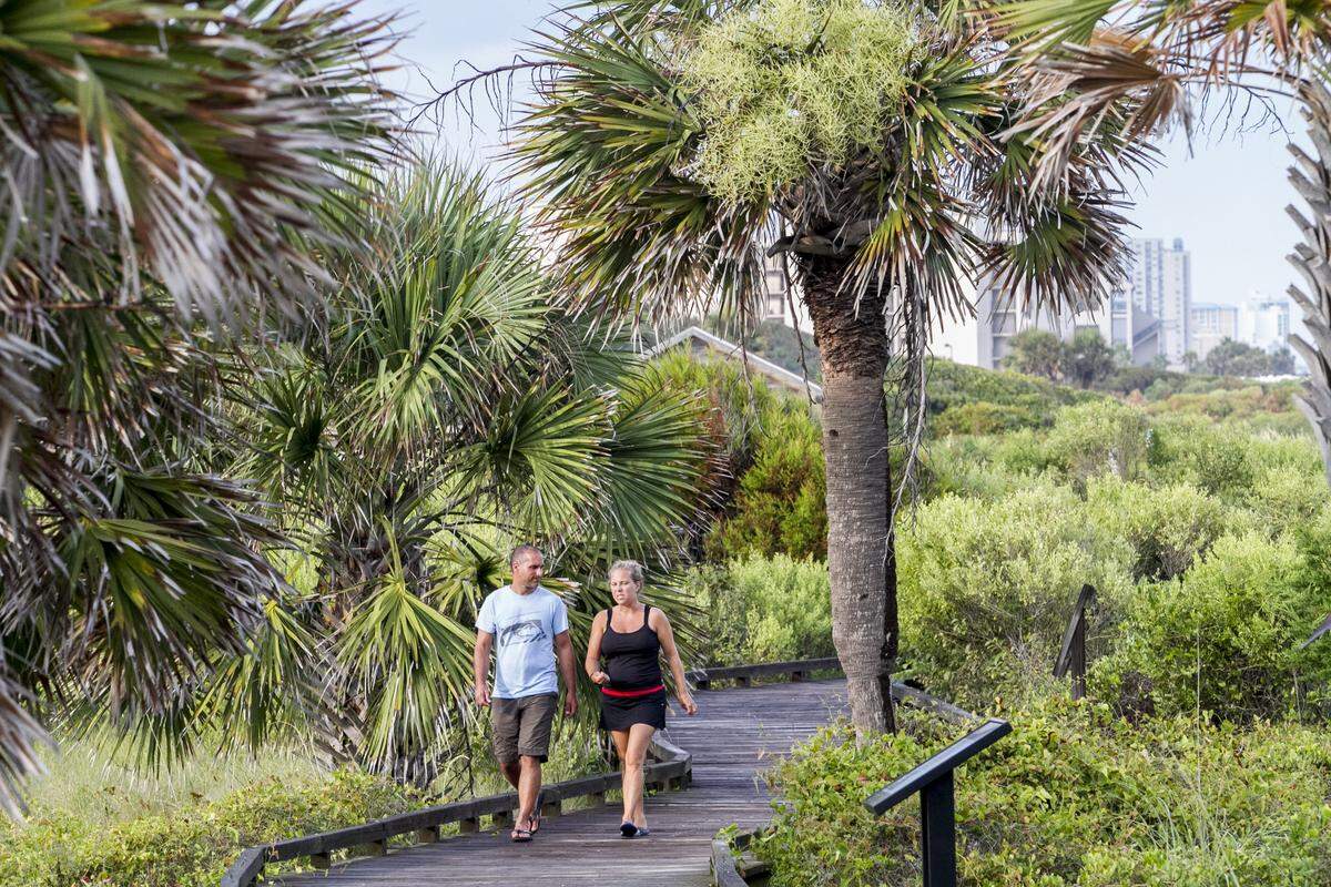 The official tree of South Carolina is the South Carolina palmetto.