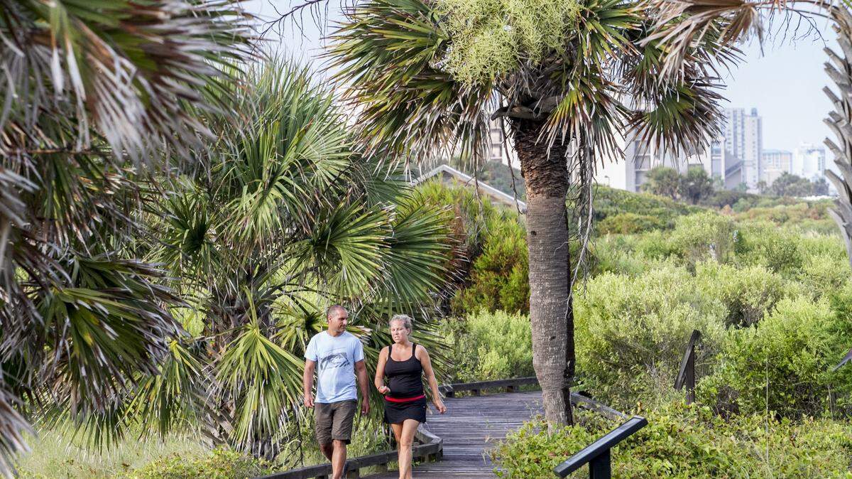 The official tree of South Carolina is the South Carolina palmetto.