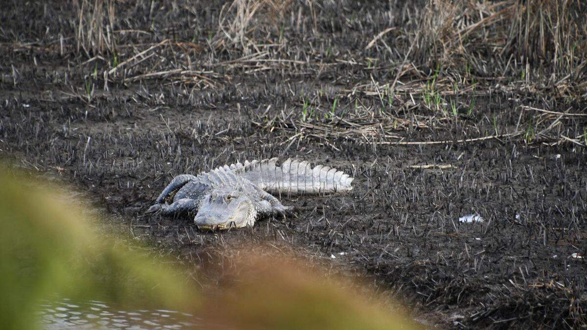 South Carolina Department of Natural Resources posted on Facebook about being aware of alligators this time of year, which are soaking up the sun in order to warm up for mating season.