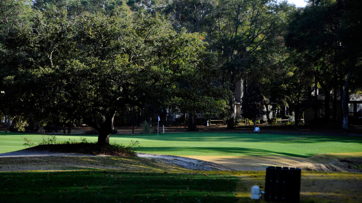 This tree confronts golfers on the Par 3, N0. 3 at Sea Trail’s Maples course in Sunset Beach, NC._01/24/12_Photo by Charles Slate