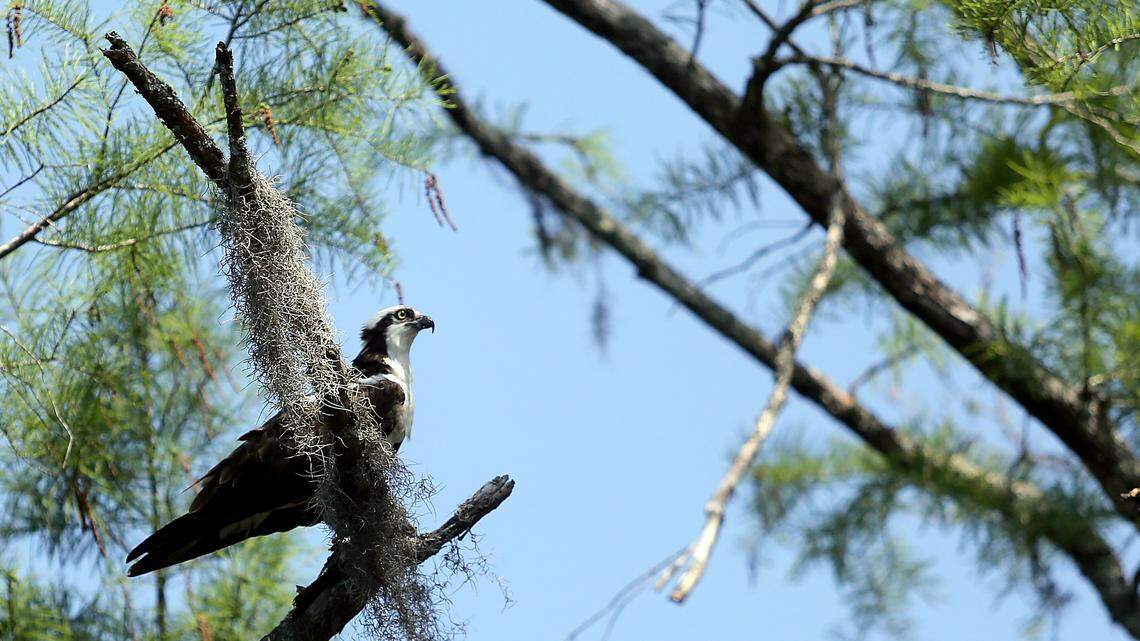 Beware: All heck can break lose when dealing with feathery friends