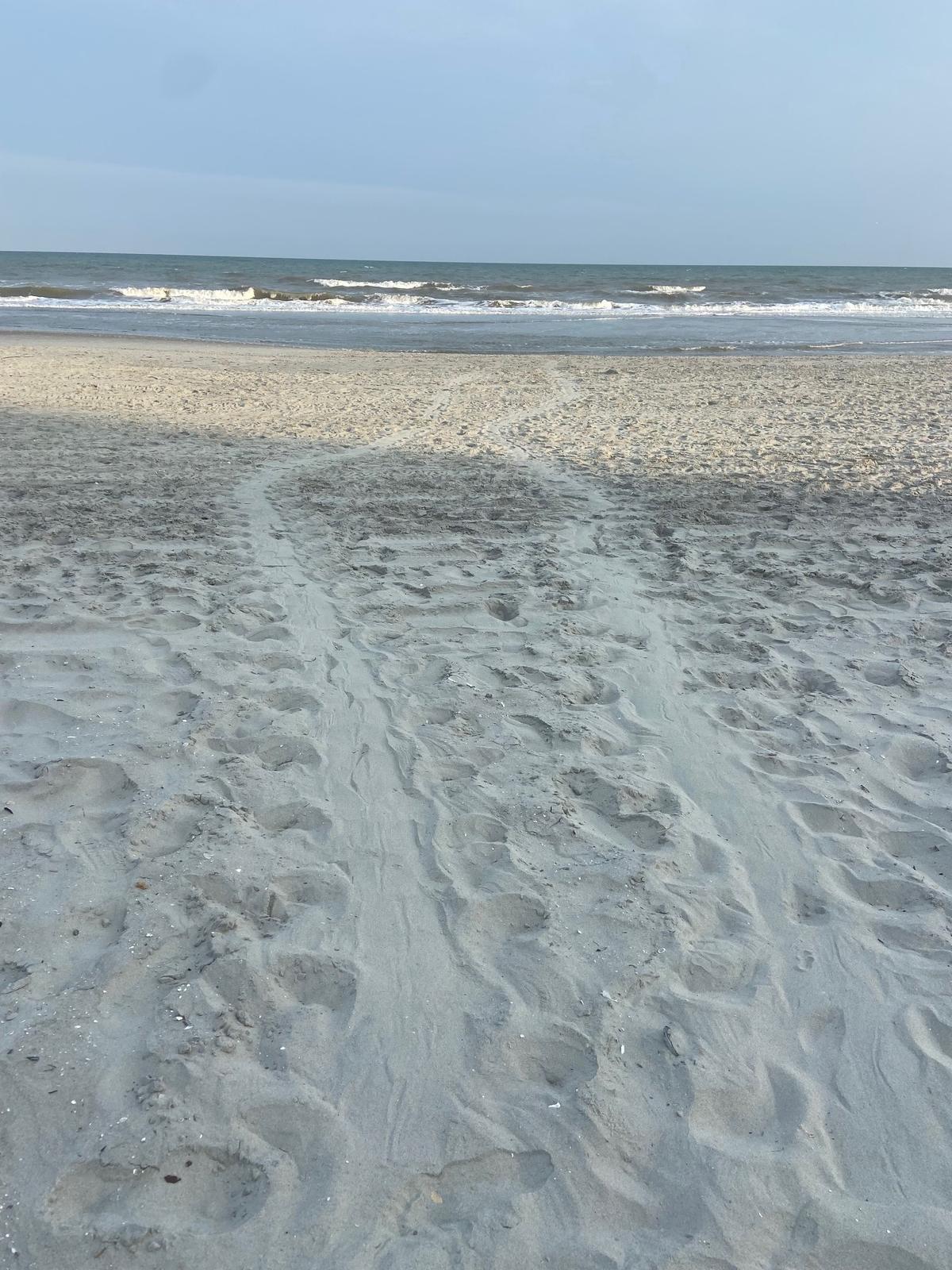 North Myrtle Beach Sea Turtle Patrol Submitted