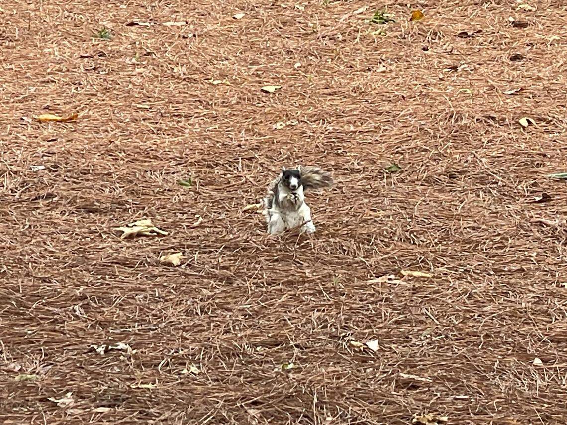 A fox squirrel watches the Myrtle Beach Classic on the second day of the Myrtle Beach Classic Dunes Golf & Beach Club. The squirrels are native to the Grand Strand.