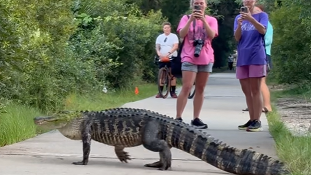 A screenshot of local photographer Austin Bond’s video of a massive alligator walking through Huntington Beach State Park.